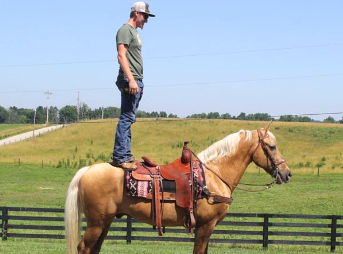 7 Myths - Kentucky Mountain Saddle Horse (With Photos) – Saddles Now