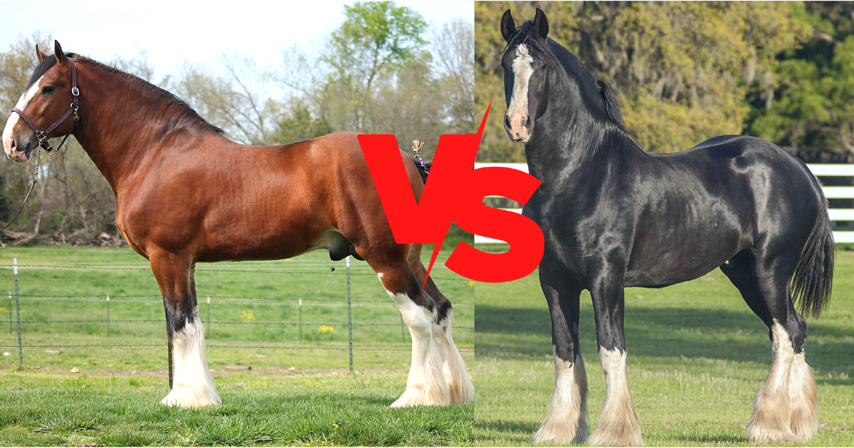 belgian draft horse vs clydesdale